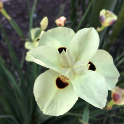 Garden photos - Products