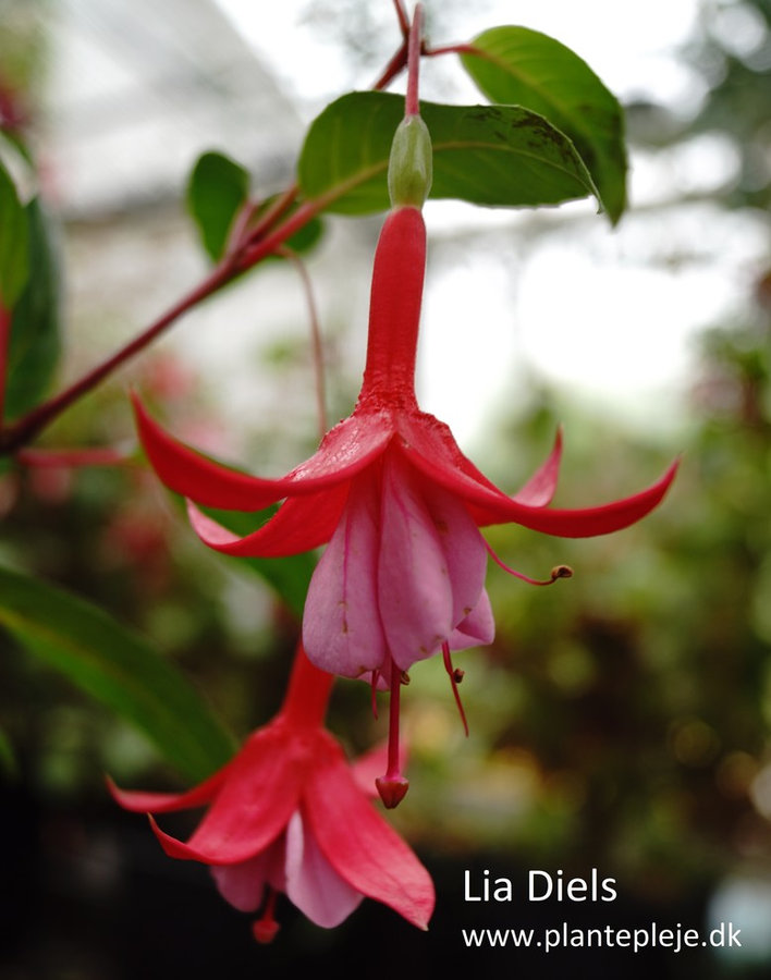 Fuchsia liste 2020 (her ses fotos af en mindre del af de fuchsia vi producere)