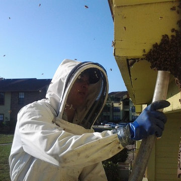 Honey Bee Removal