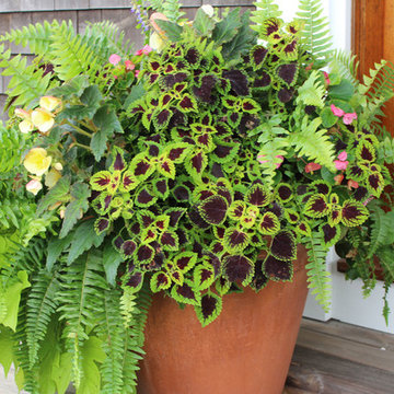 Window Boxes / Containers