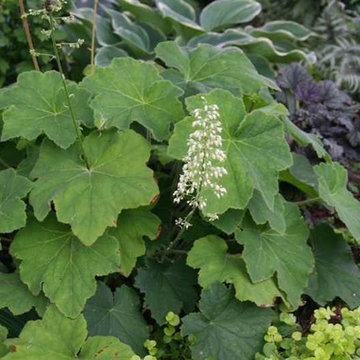 Heuchera Villosa 'Autumn Bride'