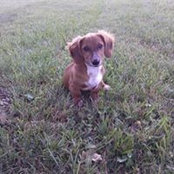 Delilah Ritchies billede