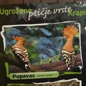 Photo de Tomo Pupavac