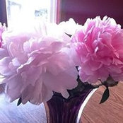 Suzanne Kustic's photo