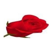 Rose Massemi's photo