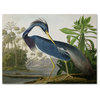John James Audubon 'Louisiana Heron' Canvas Art, 35x47