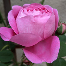 My roses 2022