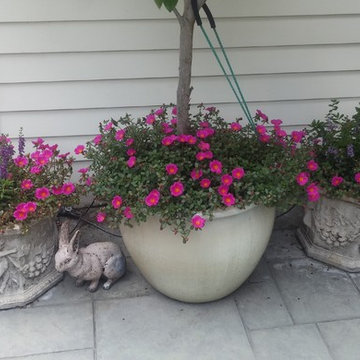 Snapdragons, Violas, and Allysum