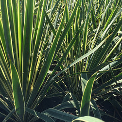 Current Featured Plants - Products