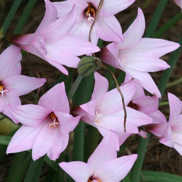 Habranthus Pink Rain Lily Habranthus robustus