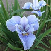Iris Schütz's photo