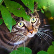 Margots foto