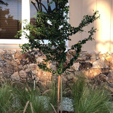 Front yard landscaping