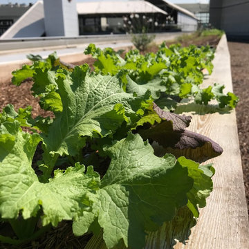Rooftop Garden at the Ernest. M. Morial Convention CEnter