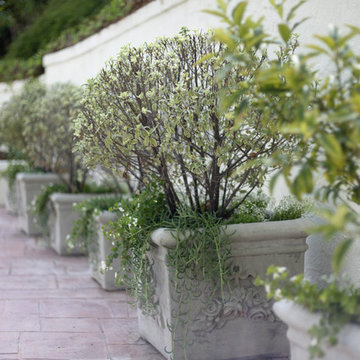 Romantic Garden in the Pacific Palisades, CA