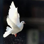 Barakat Zayeds billede