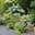 Leimkühler Gartenplanung