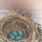Robin Holbert's photo