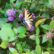 Elaine Brown's photo