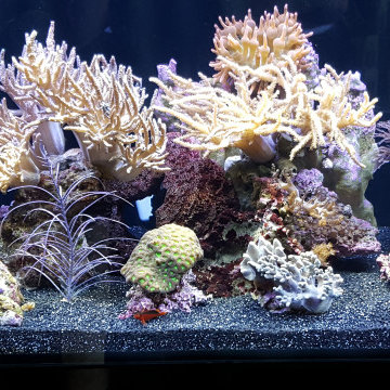 Aquarium Set-Ups and Aqua-scapes