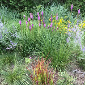 Meadow Planting, Westport CT