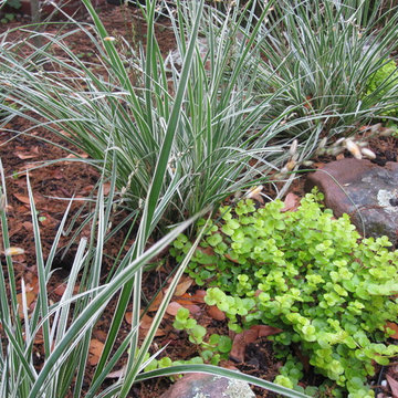 A wrap around garden with a fabulous water featurel!