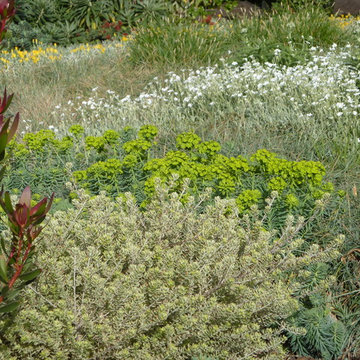 Silver Meadow
