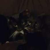 Michelle Puleo's photo