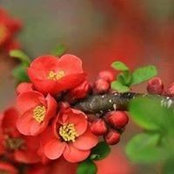 Foto von رفاء بارودي