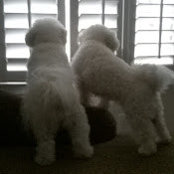 James Frawley's photo