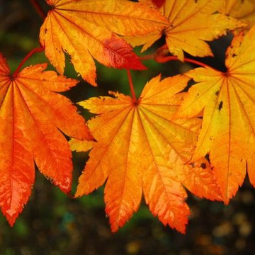 Japanese Maples | Selection | Care