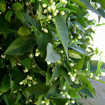 Citrus