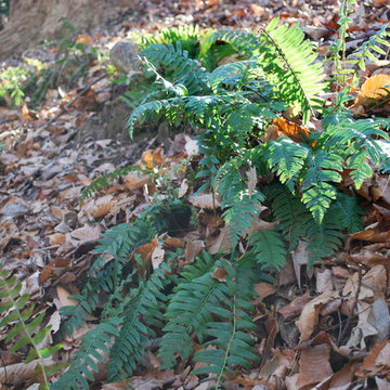Christmas fern growing in situ