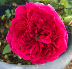 ROSE　ご確認ページ 2020 Color Thread: RED Roses