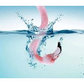Diana Azeeva's photo