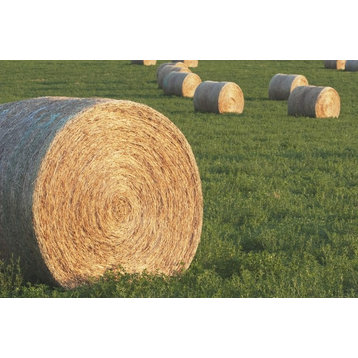Hay Bales In Green Alfalfa Field  Alberta  Canada Print
