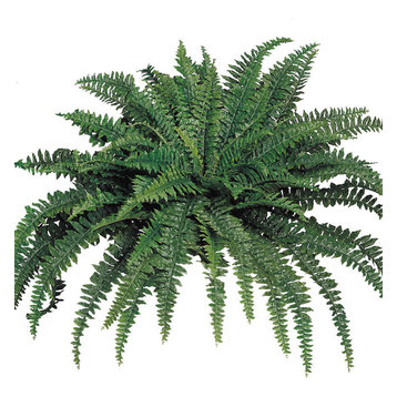 48" Diameter Boston Fern x88