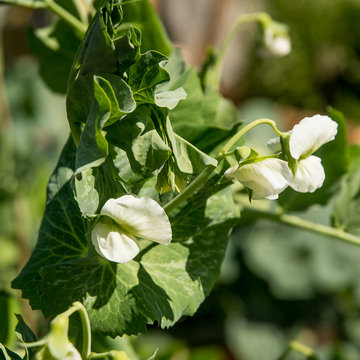 Vegetable Paradise