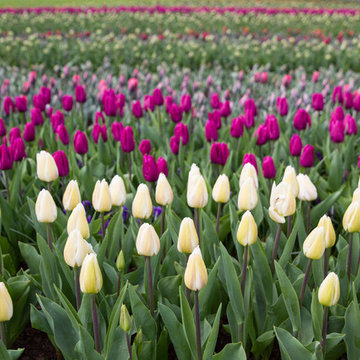Keukenhof: World's Largest Bulb Garden