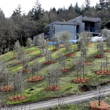 Small House in an Olive Grove