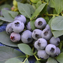 blueberries