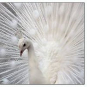 Carol Bloom's photo