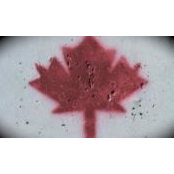 Sean Dunn's photo