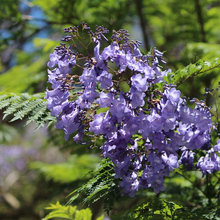 Flowering Trees
