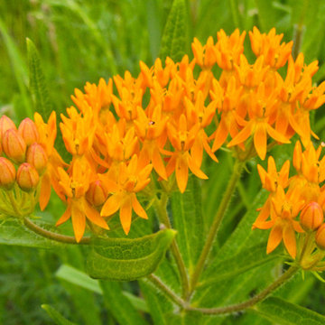 Butterfly Milkweed