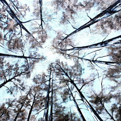 LOOKING UP - Fine Art Prints