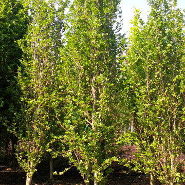 Stunning Plant Material