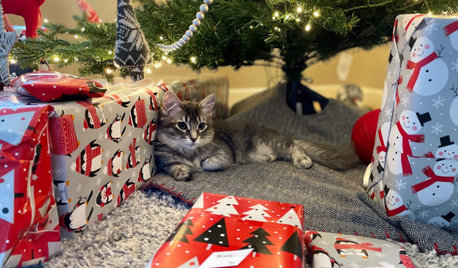 Houzz Cats Get Into the Holiday Spirit