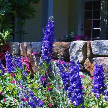 Delphiniums, Lychnis & Phlox