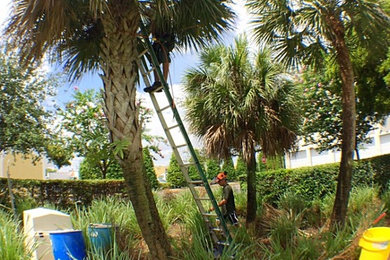 Palm trimming